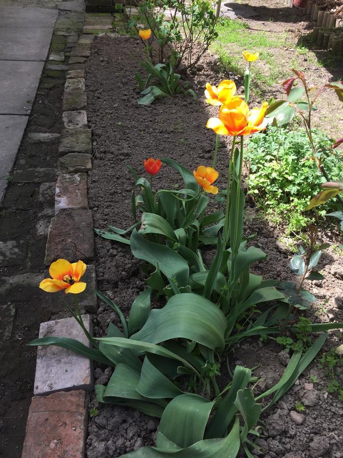 Crown Street Garden Studio Белград Екстериор снимка